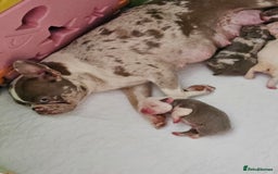 Mixed Breed dogs for sale: Last Stunning Frenchton Female Pup - Image 12