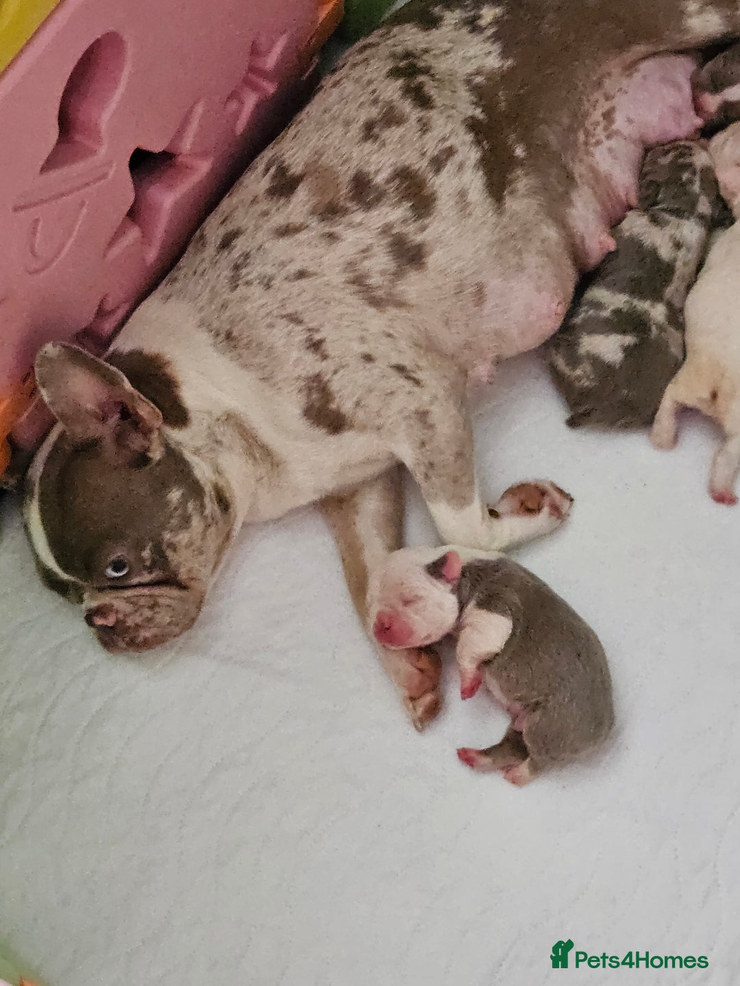 Mixed Breed dogs for sale: Last Stunning Frenchton Female Pup - Image 12