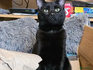 Mixed Breed cats 7 month old boy mixed breed black kitten (intact) - Advert 1