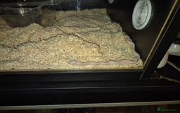 Corn Snake reptiles for sale: 4½ Month Old Snow Tessera Corn Snake for Sale - Image 4