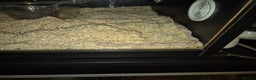 Corn Snake reptiles for sale: 4½ Month Old Snow Tessera Corn Snake for Sale - Advert 4