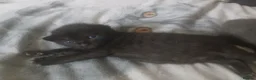 Mixed Breed cats for sale: Russian blue, mixed breed in Great Yarmouth - Advert 6