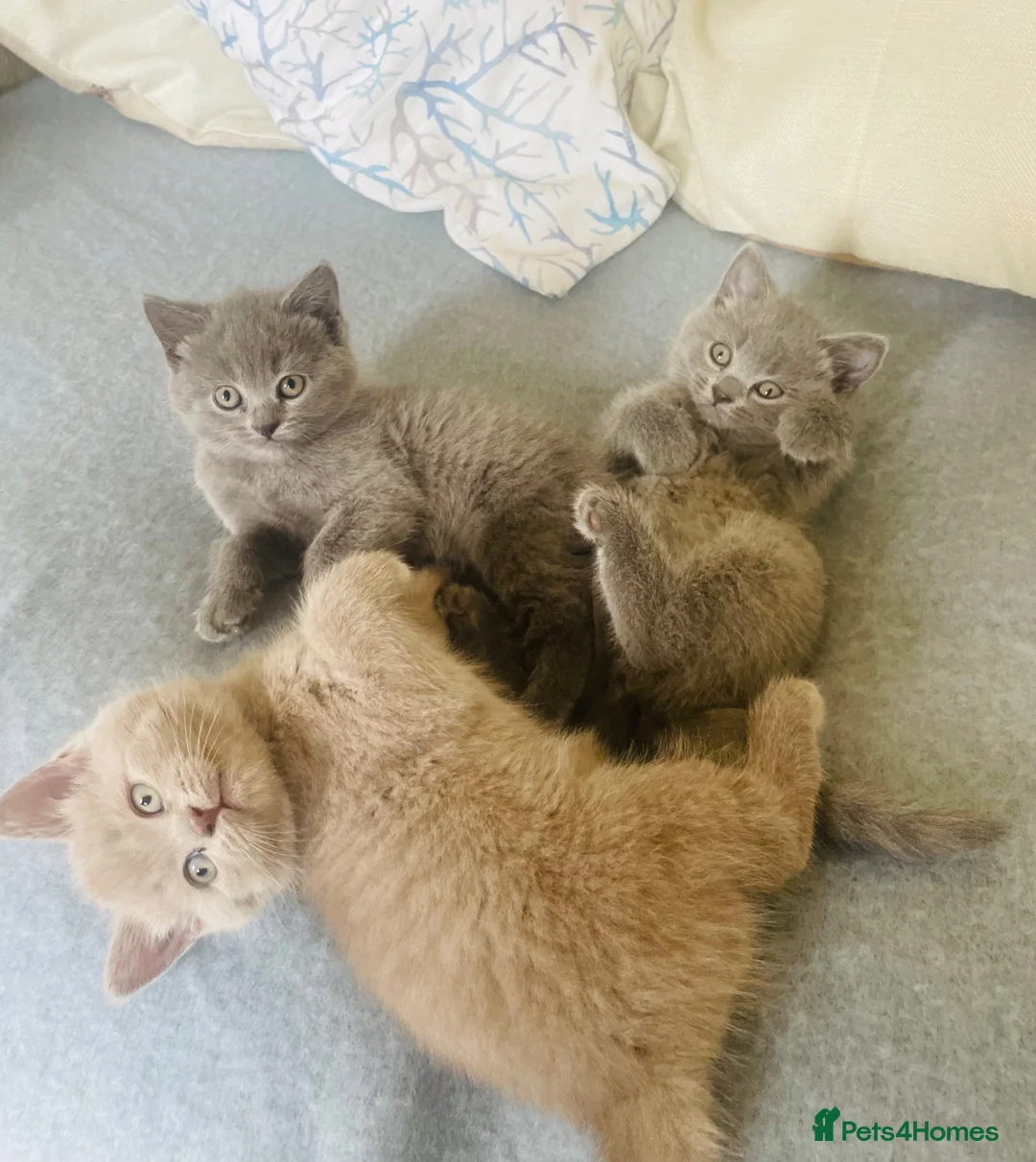 Russian Blue cats for sale: Beautiful Russian Blue/British Shorthair Kittens  in Wimborne - Advert 1