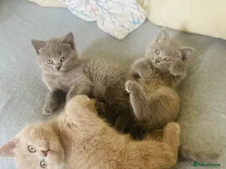 Russian Blue cats Beautiful Russian Blue/British Shorthair - Ready - Advert 5