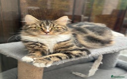 Maine Coon cats for sale: Female  shadow  - Image 1
