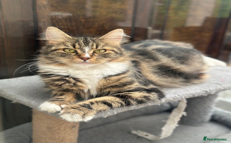Maine Coon cats - Advert 1