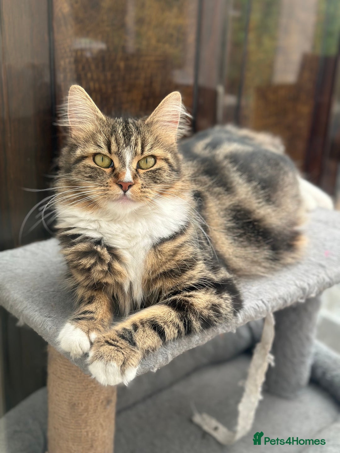 Maine Coon cats for sale: Female  shadow  - Image 1