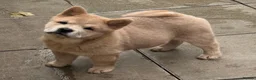 Chow Chow dogs for sale: Beautiful fawn smooth  - Advert 2