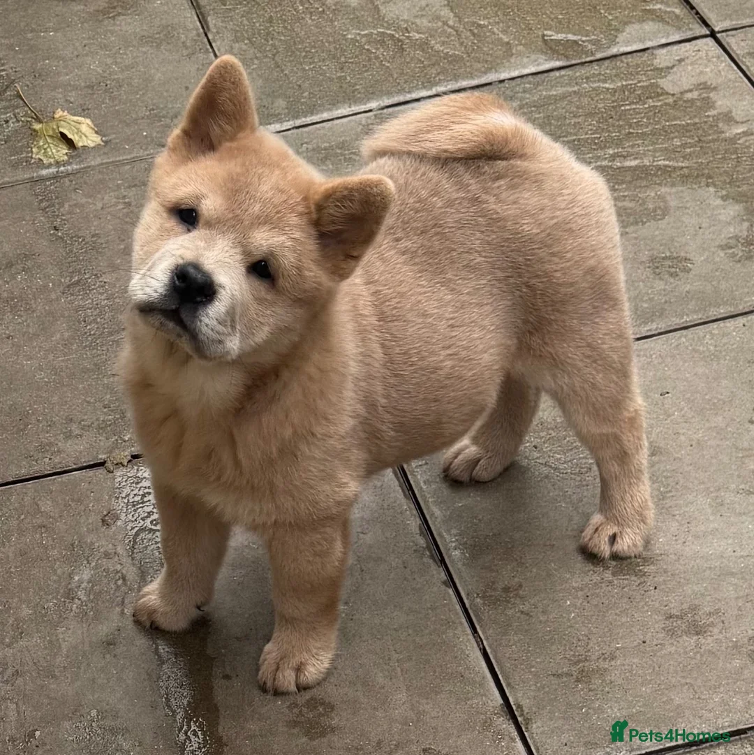 Chow Chow dogs for sale: Beautiful fawn smooth  - Advert 2