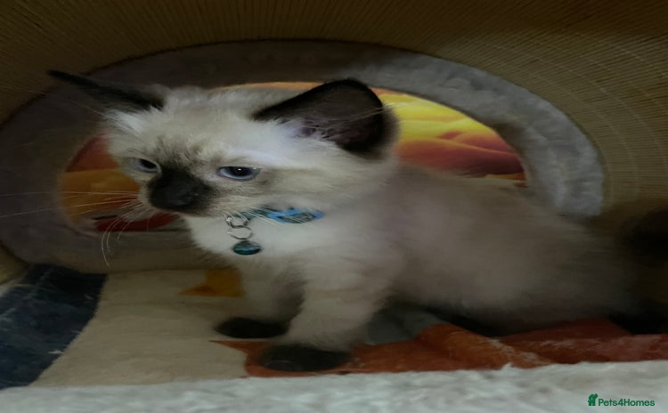 Ragdoll cats - Advert 16