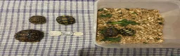 Tortoise reptiles for sale: Leopard tortoise baby’s  - Advert 9