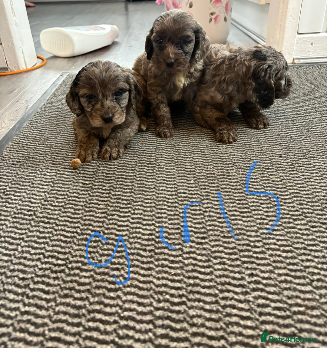 Cockapoo dogs for sale: Cockapoo puppies  - Advert 2