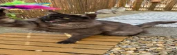 Maine Coon cats for sale: 2 Stunning Retired Mainecoon Girls to go together - Advert 13