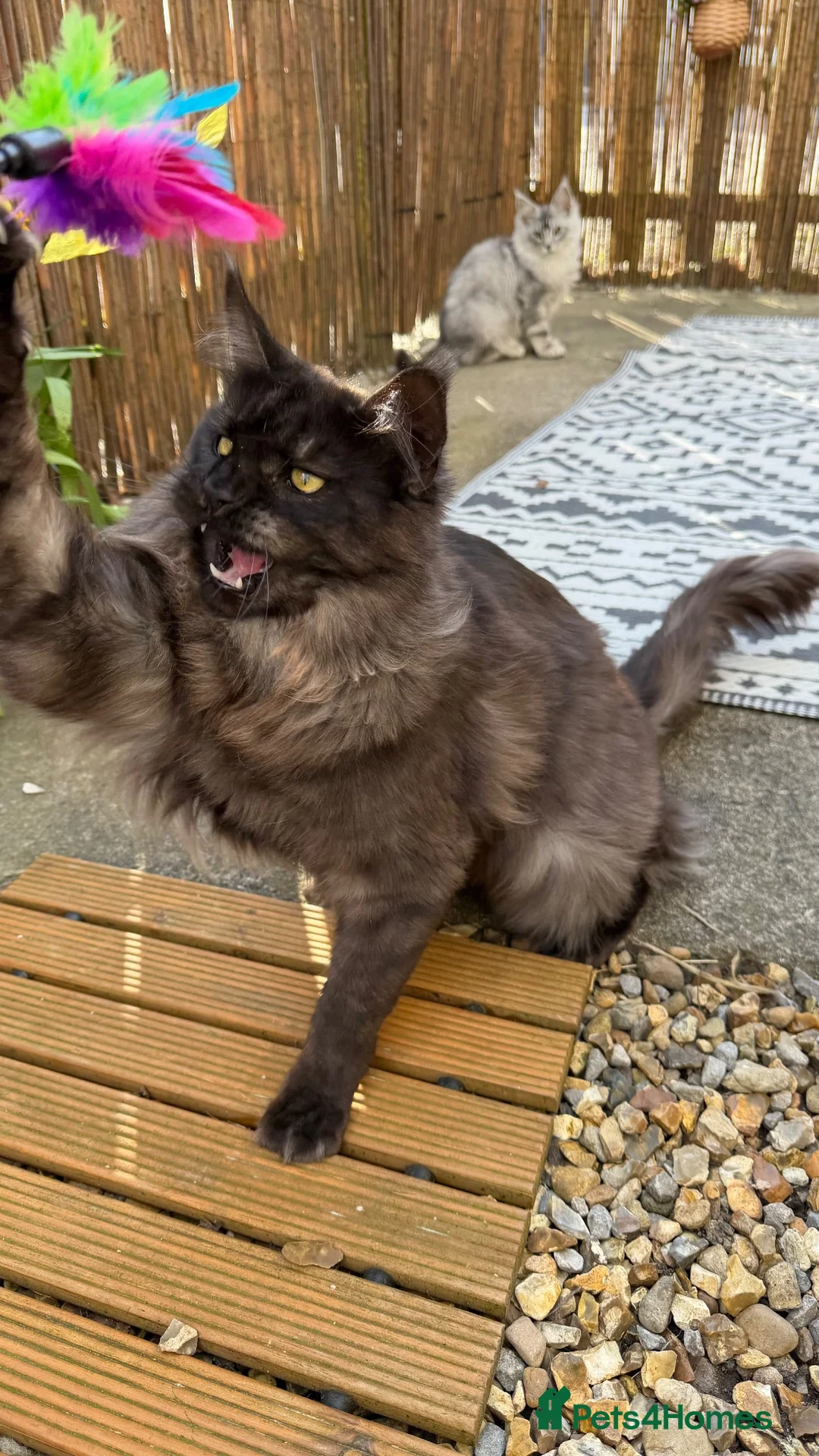 Maine Coon cats for sale: 2 Stunning Retired Mainecoon Girls to go together - Advert 13