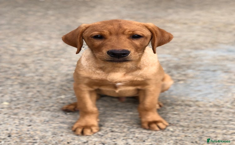 Labrador Retriever dogs - Advert 14