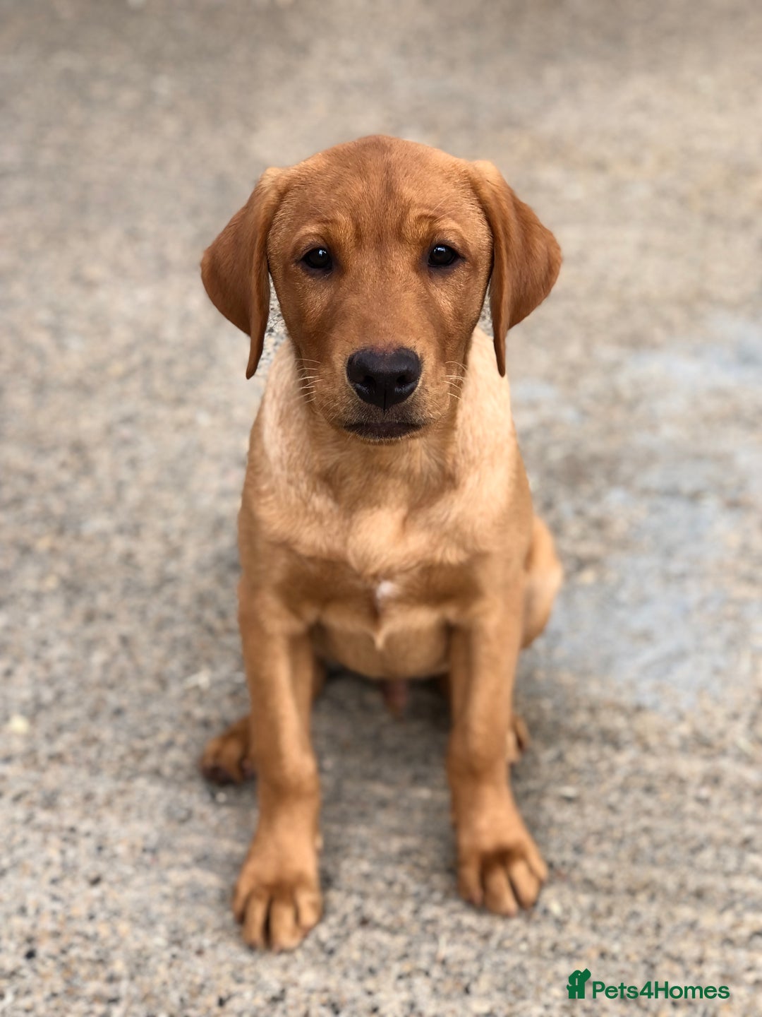 Labrador Retriever dogs for sale: 1 FOXRED LABRADOR PUPPY 5* Licensed breeder - Image 4