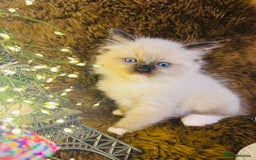 Ragdoll cats for sale: GCCF Pure Ragdoll Seal/Blue Point Lynx Mitted - Advert 8