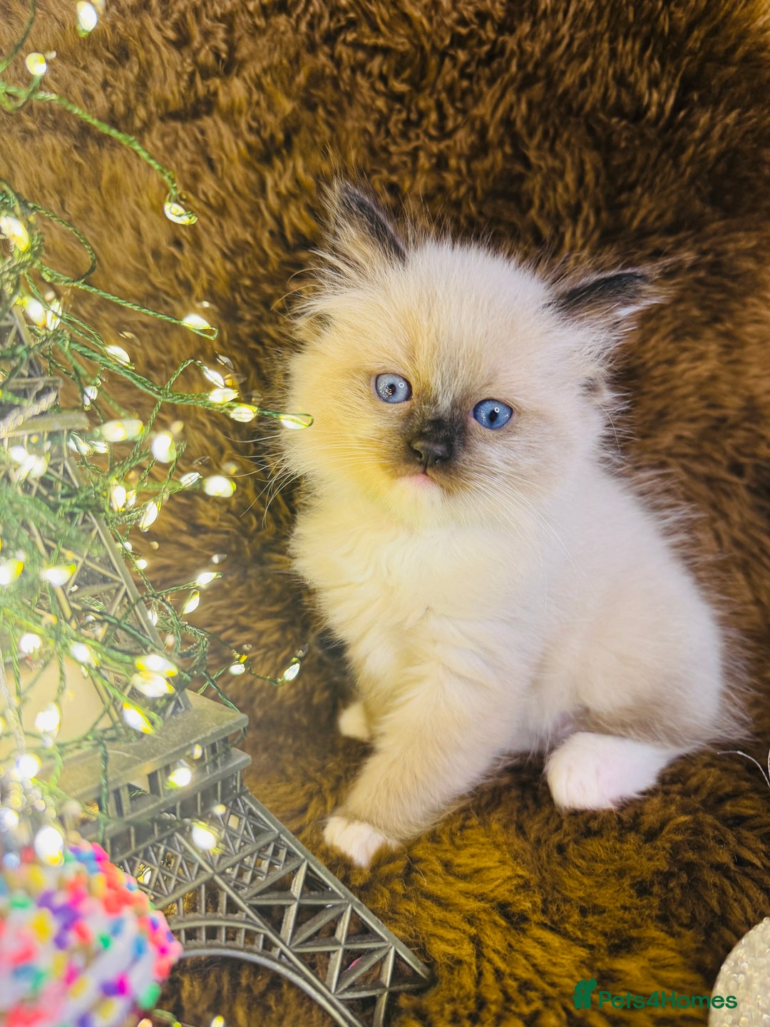 Ragdoll cats for sale: GCCF Pure Ragdoll Seal/Blue Point Lynx Mitted - Advert 8