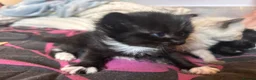 Mixed Breed cats for sale: Ragdoll x Maine coon kittens - Advert 12