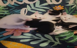 British Shorthair cats for sale: kittens - Image 1