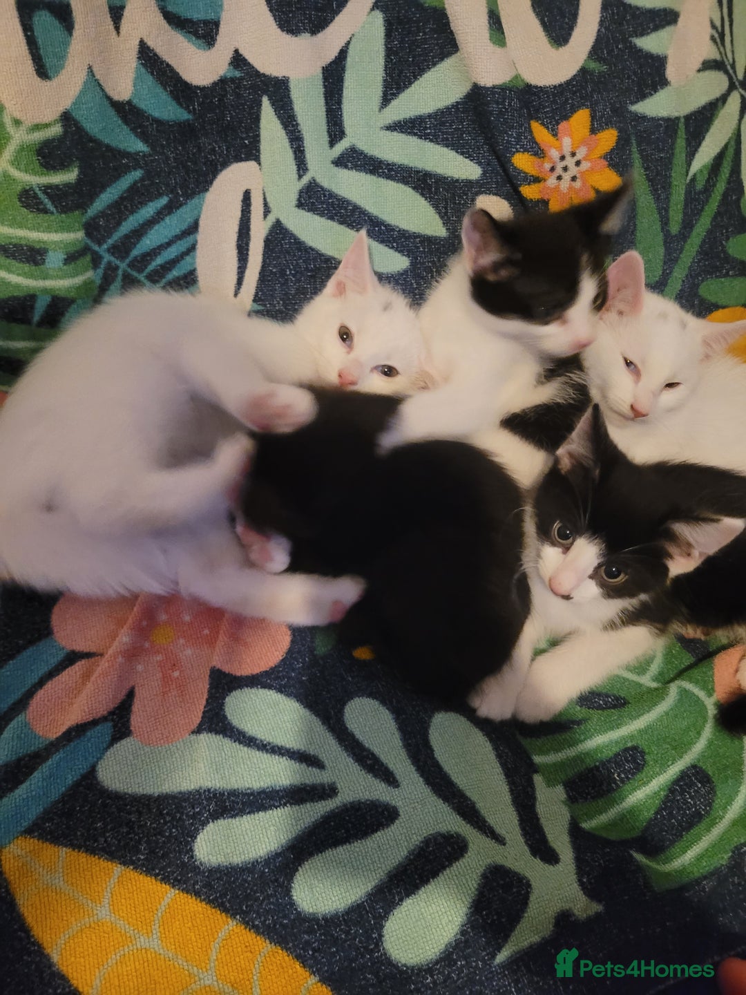 British Shorthair cats for sale: kittens - Image 1