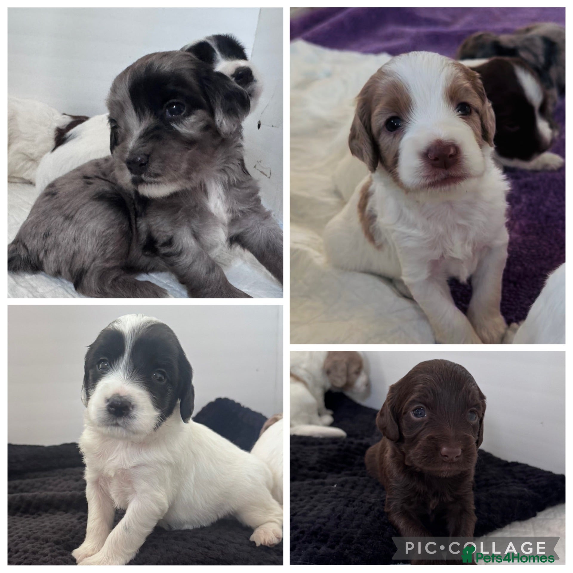 Sproodle dogs Rare Merle Sroodles  - Advert 6