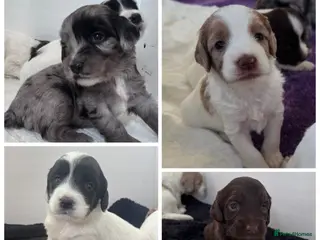 Sproodle dogs Rare Merle Sroodles - Advert 6