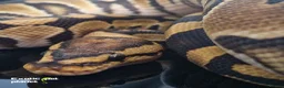 Python Snake reptiles for sale: Various Royal Pythons from £30 in Tadcaster - Advert 3