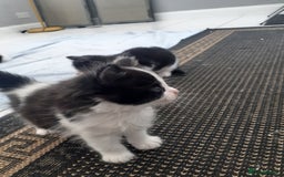 Mixed Breed cats for sale: Ready now! Beautiful kittens - Image 7
