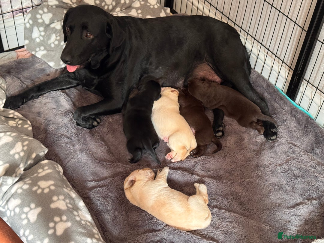Labrador Retriever dogs for sale: Labrador puppies - Image 9