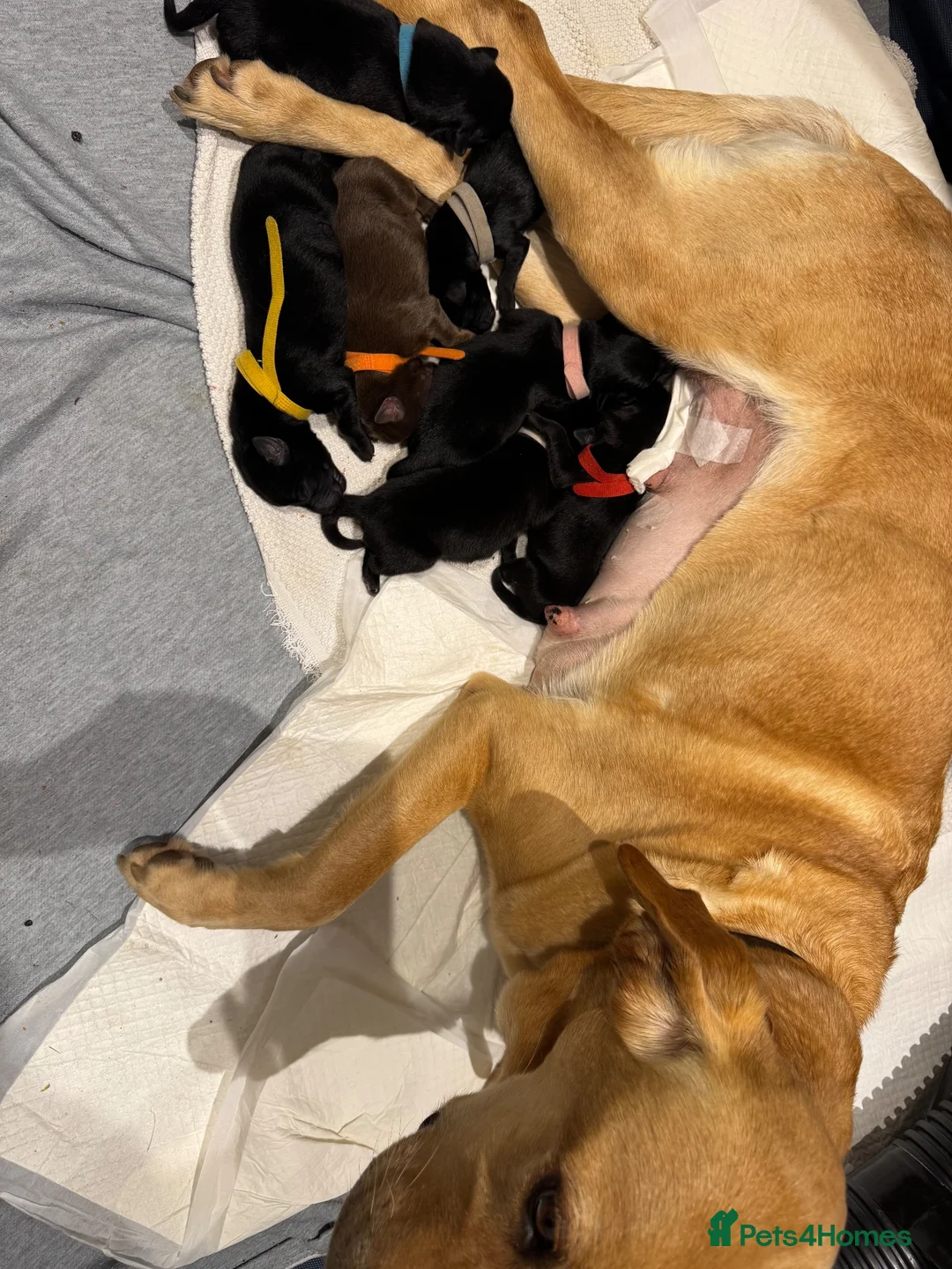 Mixed Breed dogs for sale: Family-raised puppies looking for loving homes - Advert 2