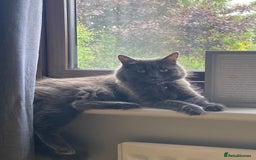 Mixed Breed cats for sale: 2 beautiful babies  - Image 5