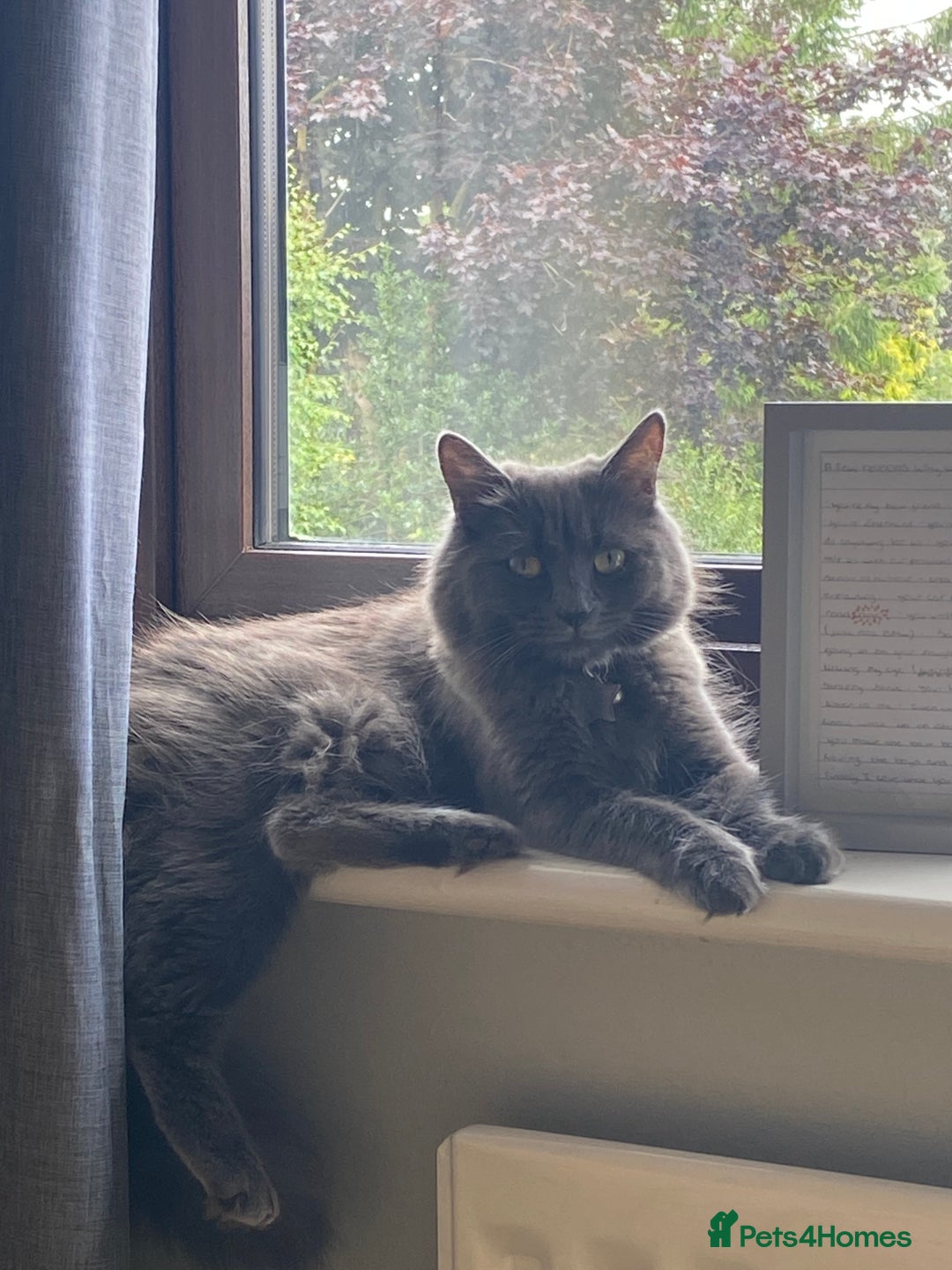 Mixed Breed cats for sale: 2 beautiful babies  - Image 5