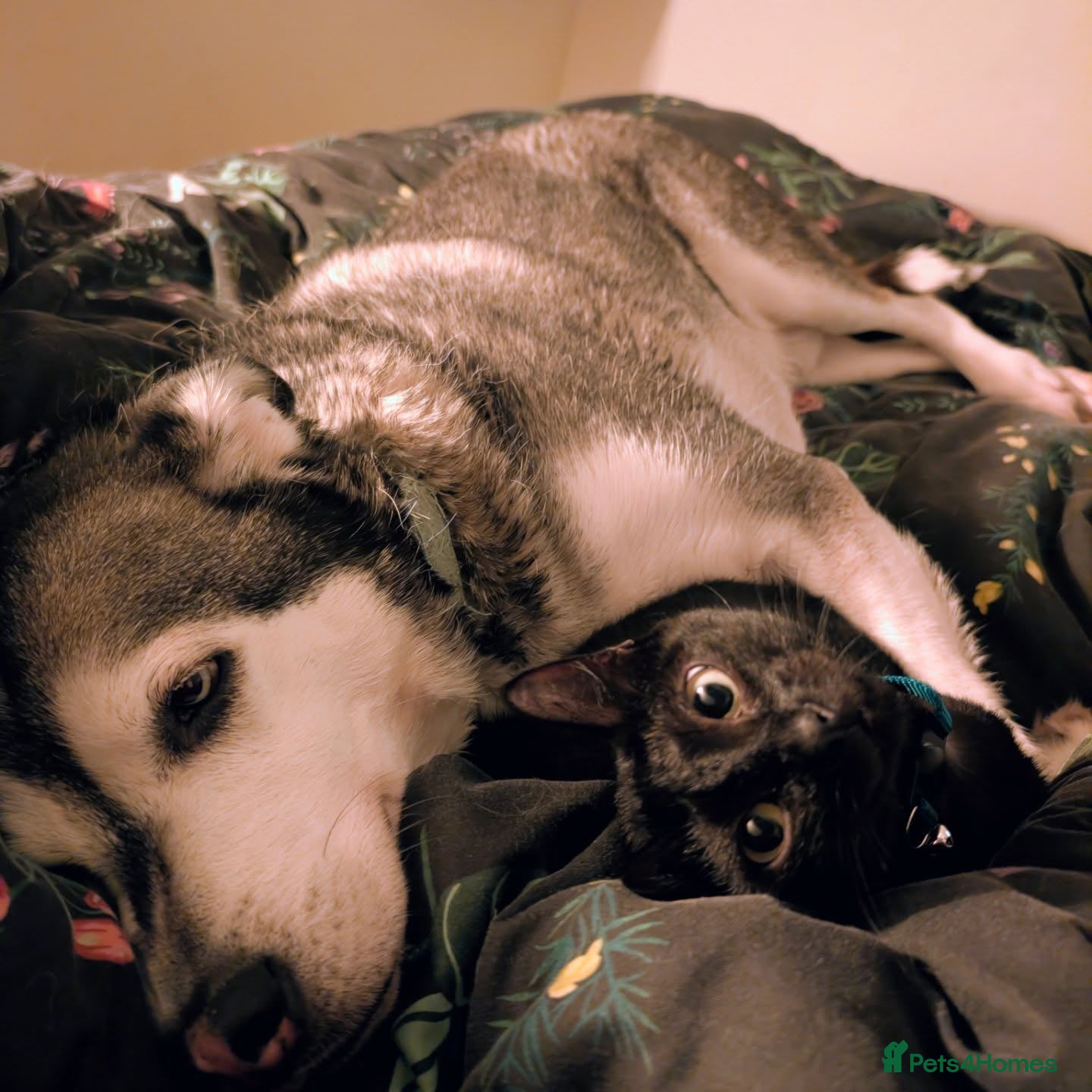 Mixed Breed dogs Gus is ready to steal your heart - Advert 2