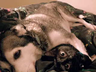 Mixed Breed dogs Gus is ready to steal your heart - Advert 2