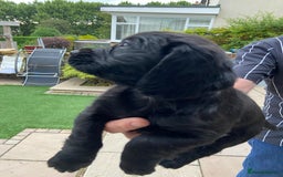 Cocker Spaniel dogs for sale: Working Cocker Spaniels with fabulous pedigree. in Glossop - Image 8