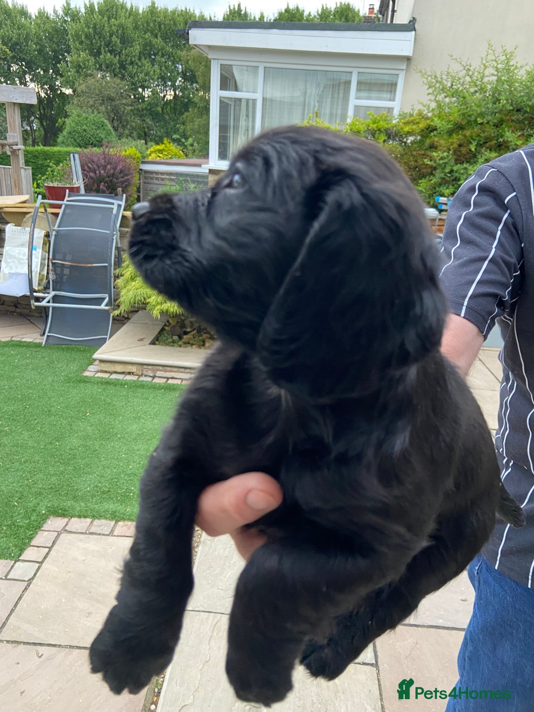 Cocker Spaniel dogs for sale: Working Cocker Spaniels with fabulous pedigree. in Glossop - Image 8