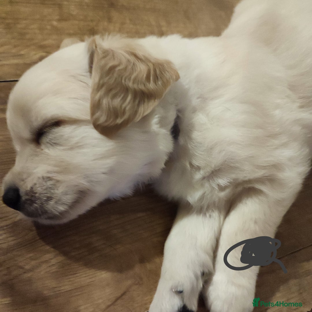 Golden Retriever dogs for sale: Golden Retriever Puppies For Sale - Image 9