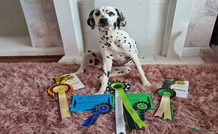Dalmatian dogs - Advert 1