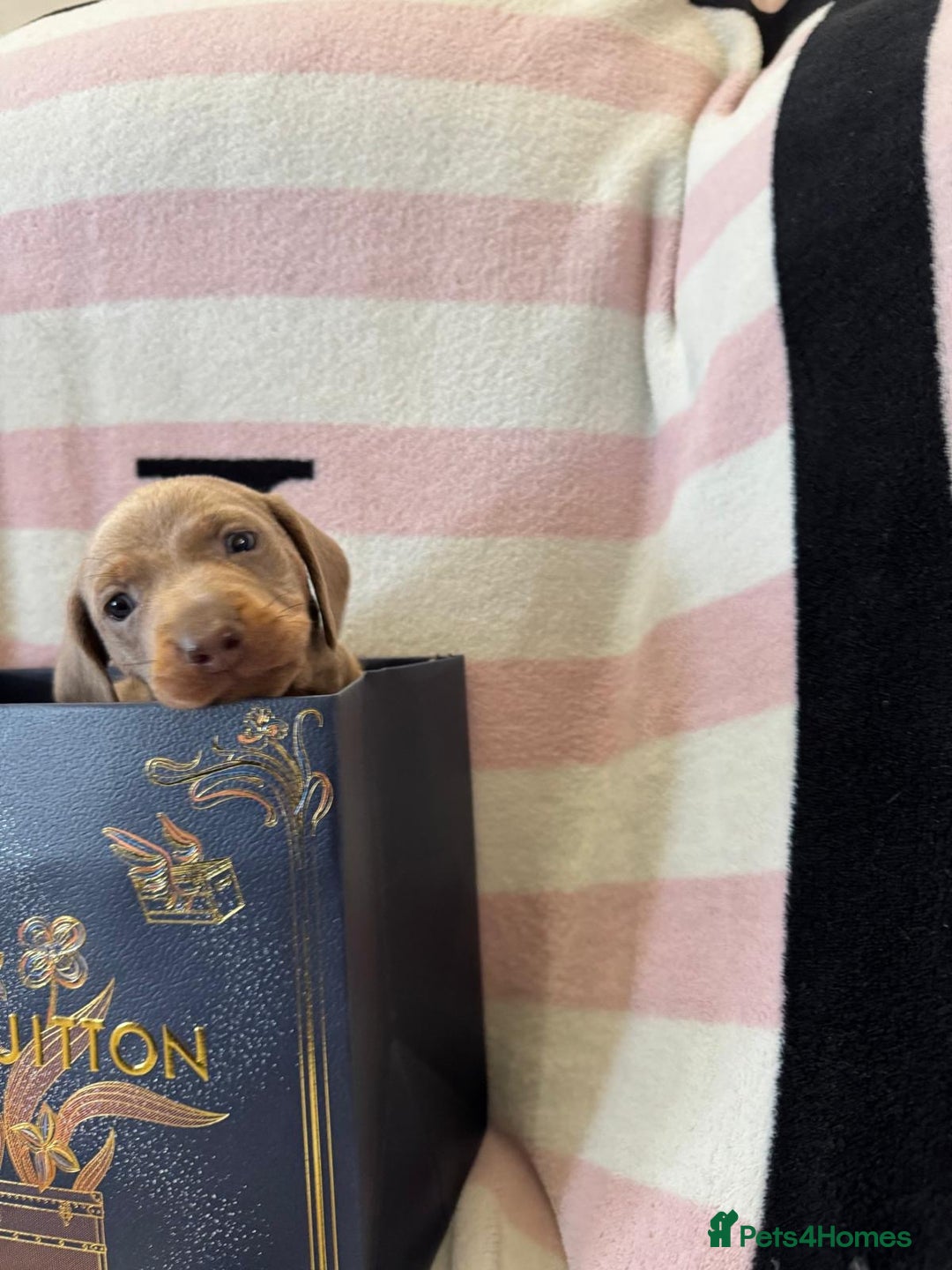 Miniature Dachshund dogs for sale: Miniature dachshund puppies - Advert 2