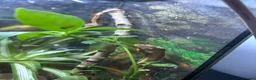 Gecko reptiles for sale: Baby Crested Geckos (Pinstripes & Red Harliquin) - Advert 9