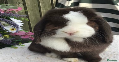 Mini Lop rabbits - Advert 4