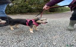 Mixed Breed dogs for adoption: Missy – LITTLE body, BIG personality - Image 2
