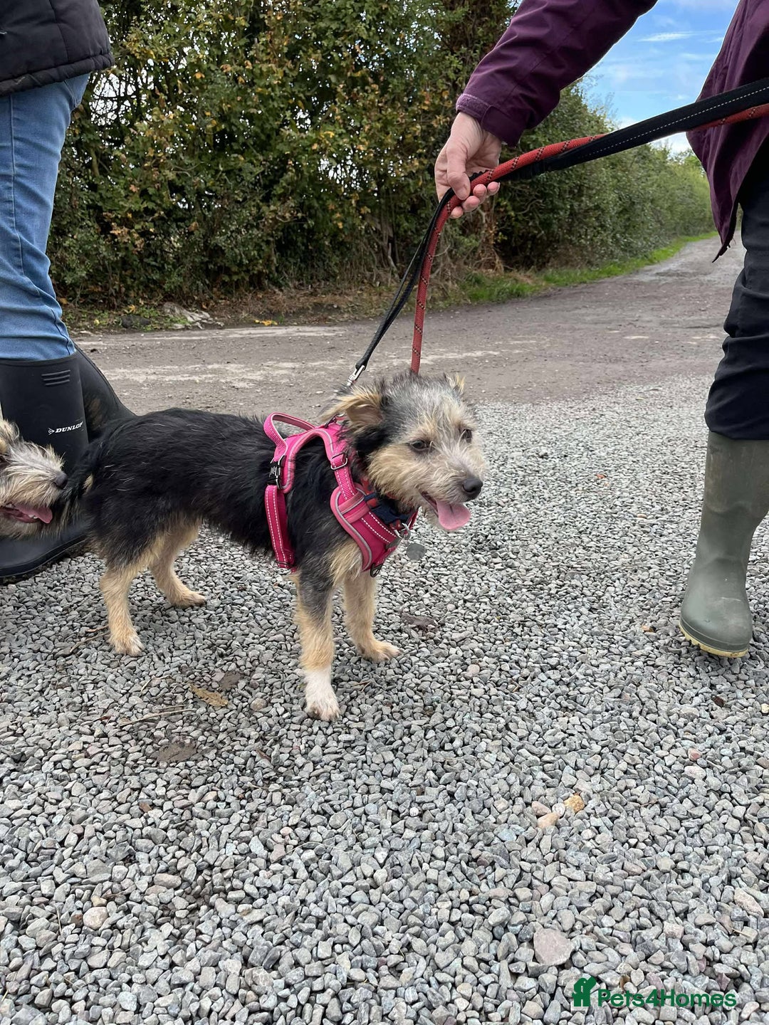 Mixed Breed dogs for adoption: Missy – LITTLE body, BIG personality - Image 2