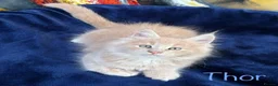 Maine Coon cats for sale: Beautiful Maine Coon Kittens-Ready Soon - Advert 27