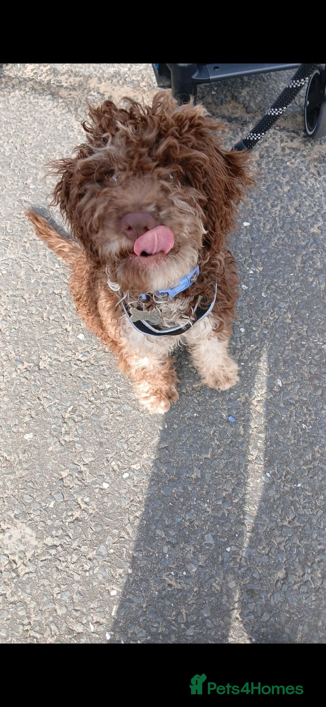 Cockapoo dogs for sale: 6 Month Old Cockerpoo - Advert 4