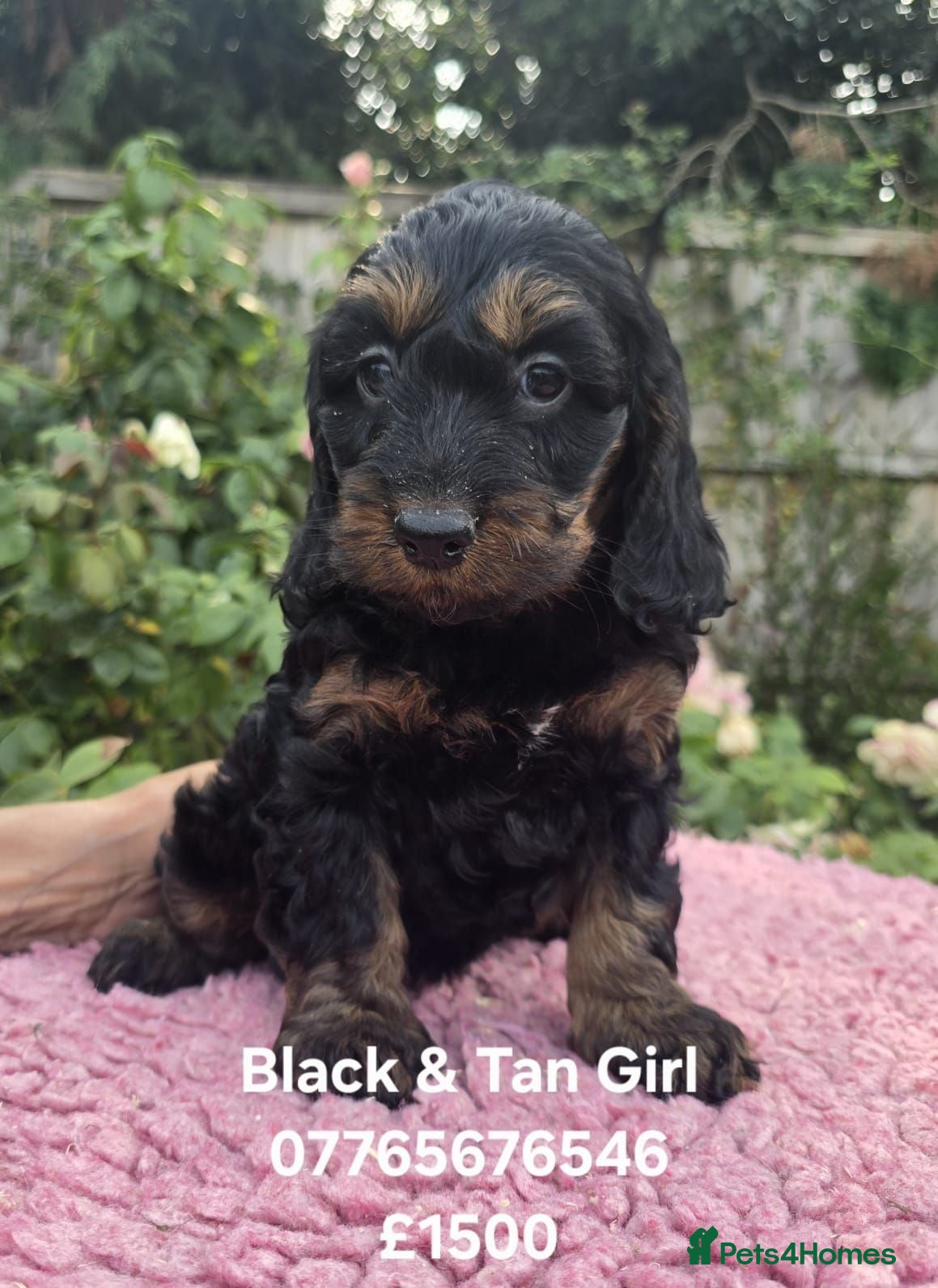Cockapoo dogs F1 Cockapoo Puppies Ready Now Domestic Licence - Advert 1