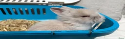 Lionhead rabbits for sale: Double mane lion lead bunny’s for sale  - Advert 4