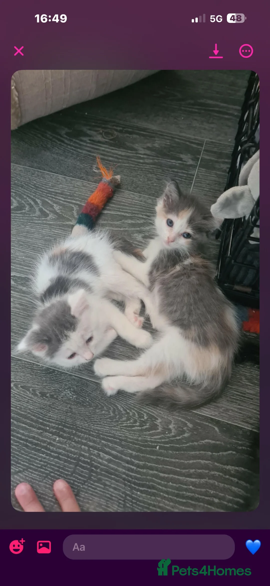 Ragdoll cats for sale: Stunning half ragdoll kittens  in Brighton - Advert 2