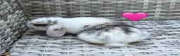 Mini Lop rabbits for sale: Pure bred mini lops - Advert 15